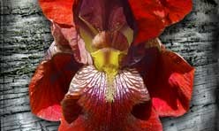 Red Iris Digital Canvas