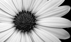 Black & White Daisy