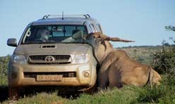 Is it a Moose on a Truck