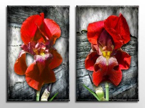 Red Iris canvas art