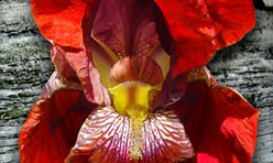 Red Iris Couple