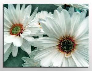 white daisies