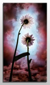 Daisies and Sky