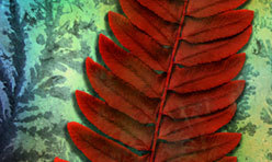 Red Fern